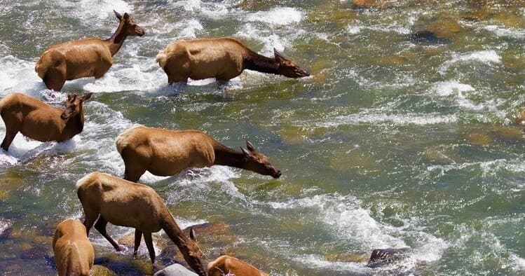 Elk herd crossing river in Yellowstone backcountry