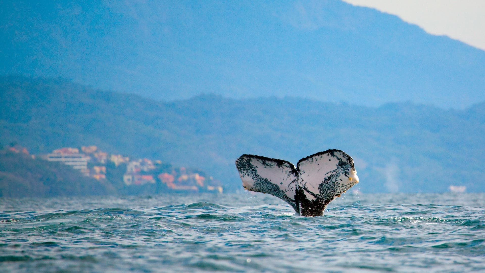Whale Watching in Puerto Vallarta with Nakawe Adventures
