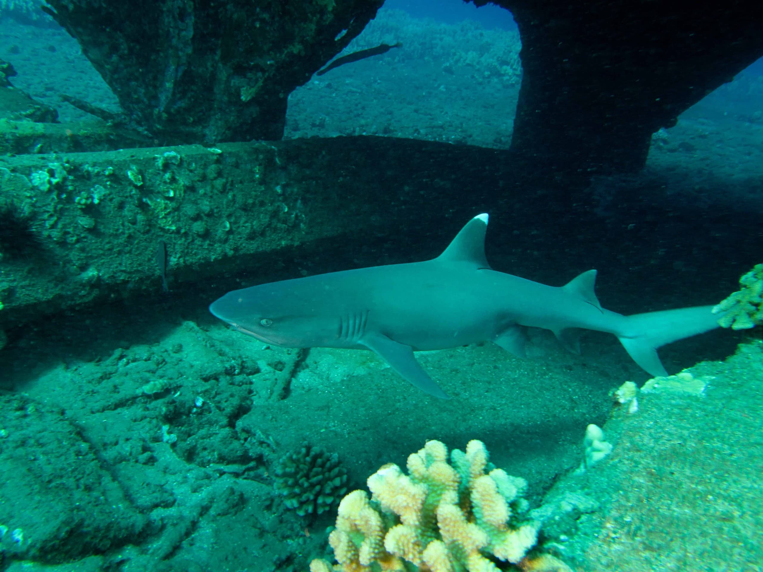 Maui Wreck Dive: Explore the Carthaginian Shipwreck from Lahaina Harbor photo 3