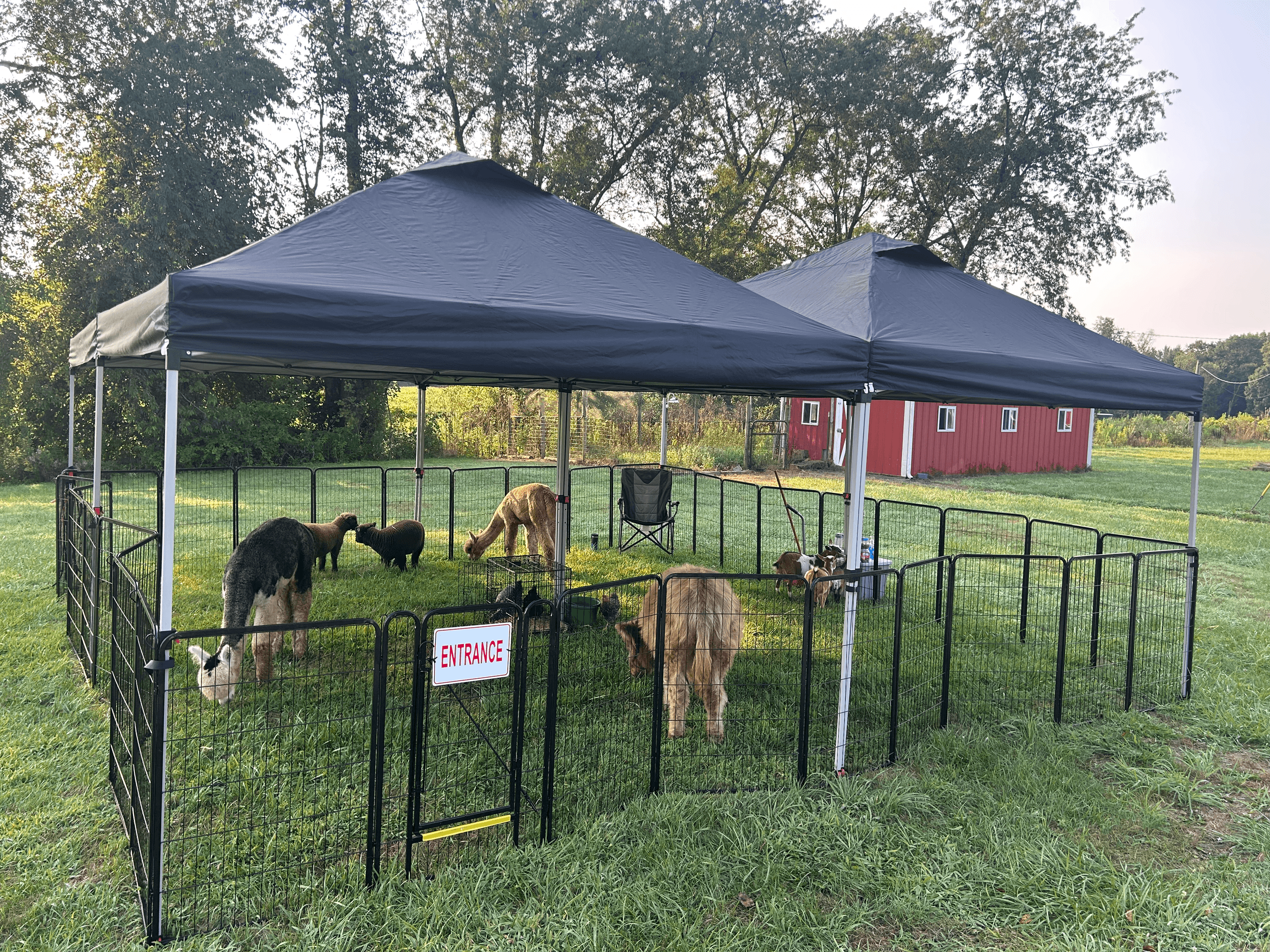 When the Farm Comes to You: Mobile Micro Mini Cow Visits in Kent, Ohio photo 1