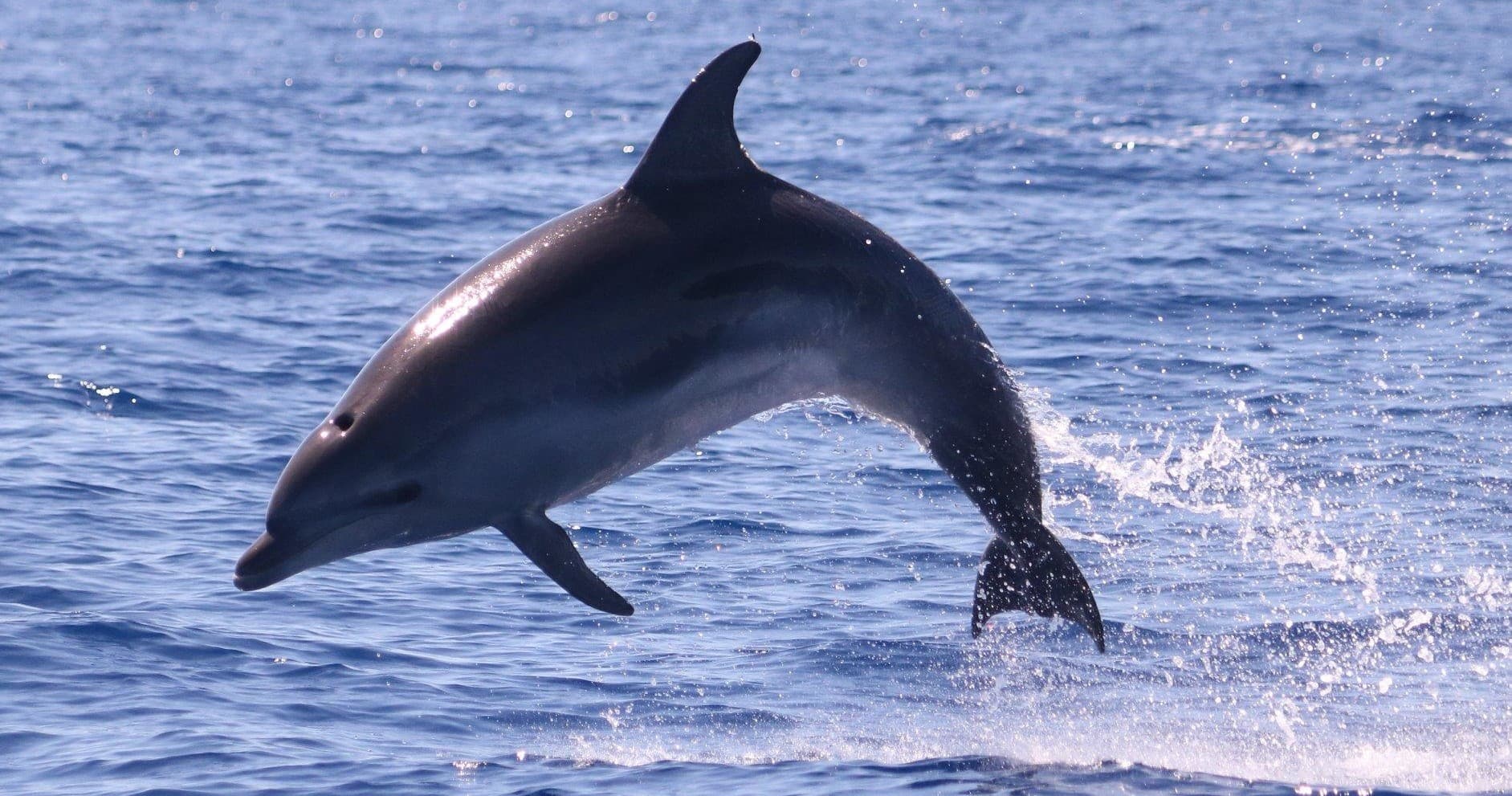 Dolphin leaping from sea during Madeira coastal wildlife boat tour