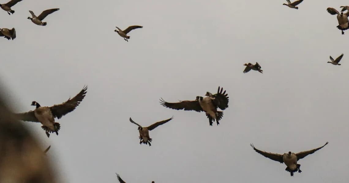 Central Flyway Mixed-Bag Waterfowl Hunts with Heritage Hills Outfitters in Agra, OK