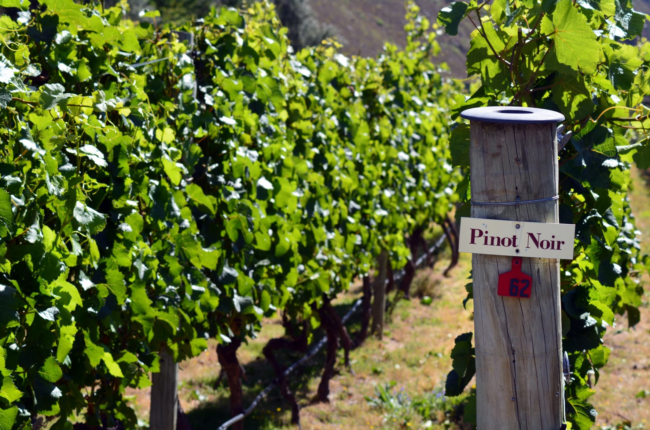 Going Blue’s Vineyard Tour in Central Otago, NZ