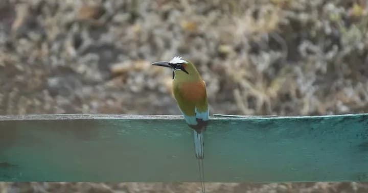 Bird Watching & Wildlife at Hacienda La Norma