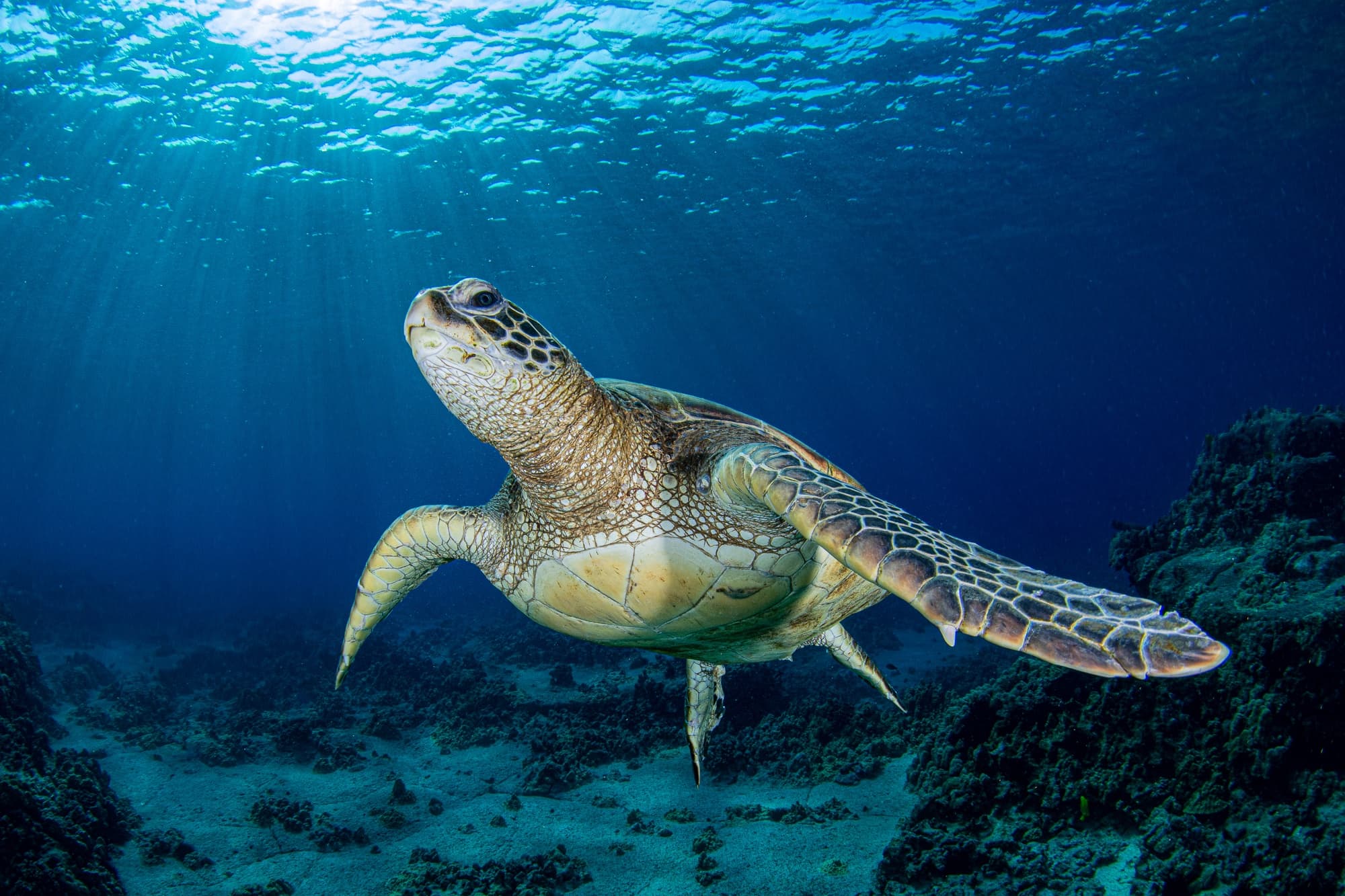Kona Diving Company team