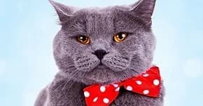 50 Min Cat Sessions in Colorado Springs at Comfort and Joy