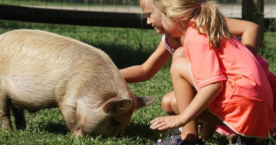 Private Farm Birthday Parties at Sun Star Farm in Apex, NC