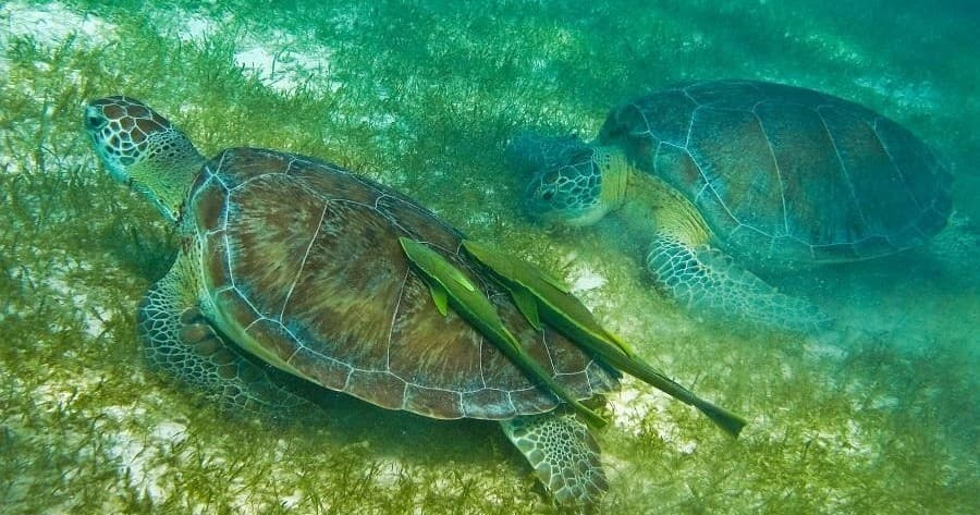 Snorkel with Turtles in Akumal Bay by Viajes Tours Maya