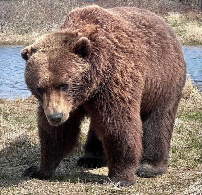 Seward-to-Anchorage Scenic Transfer & Wildlife Tour — Private Van Wildlife Experience photo 3