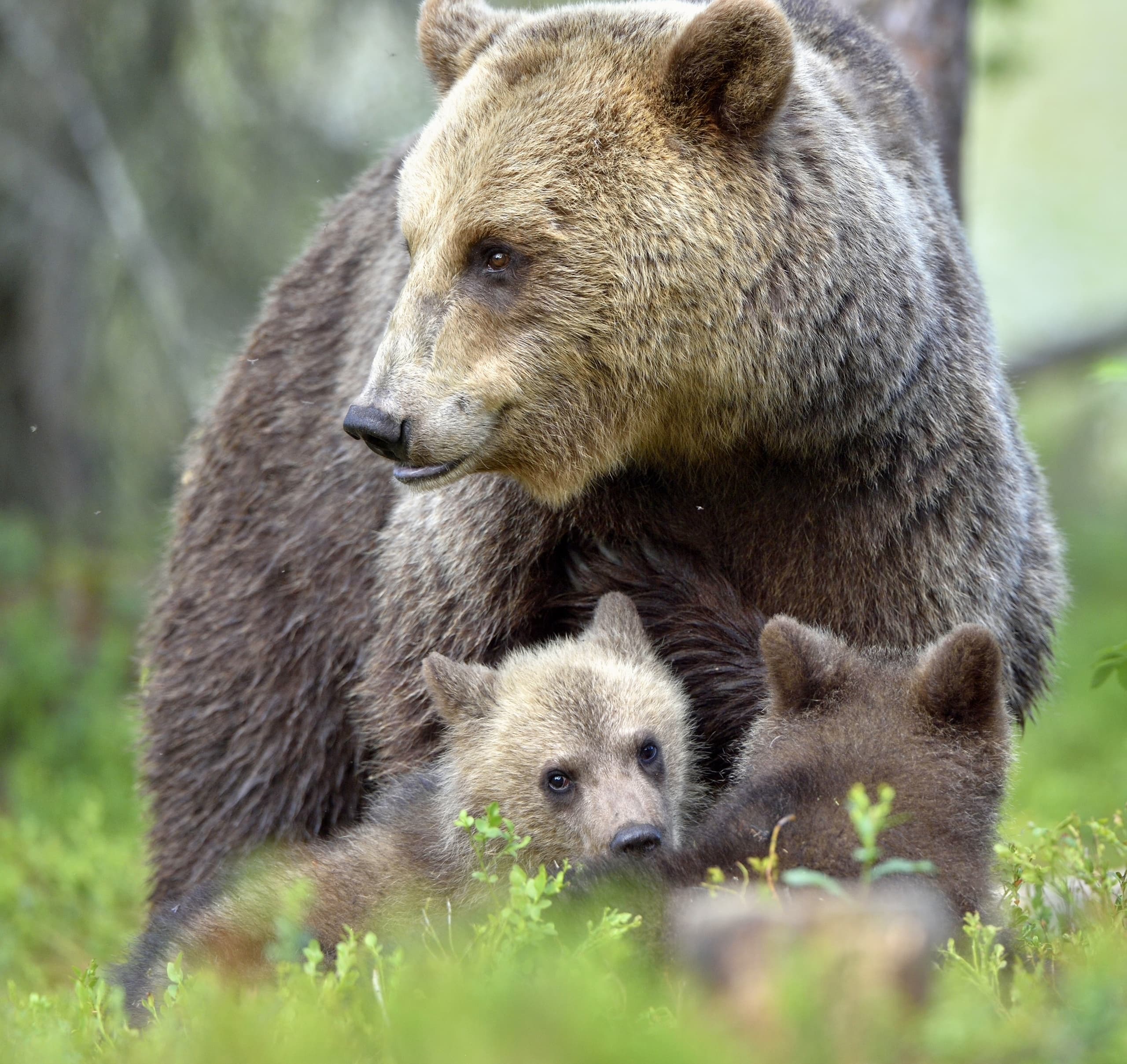 Three-Day Tour of Yellowstone National Park