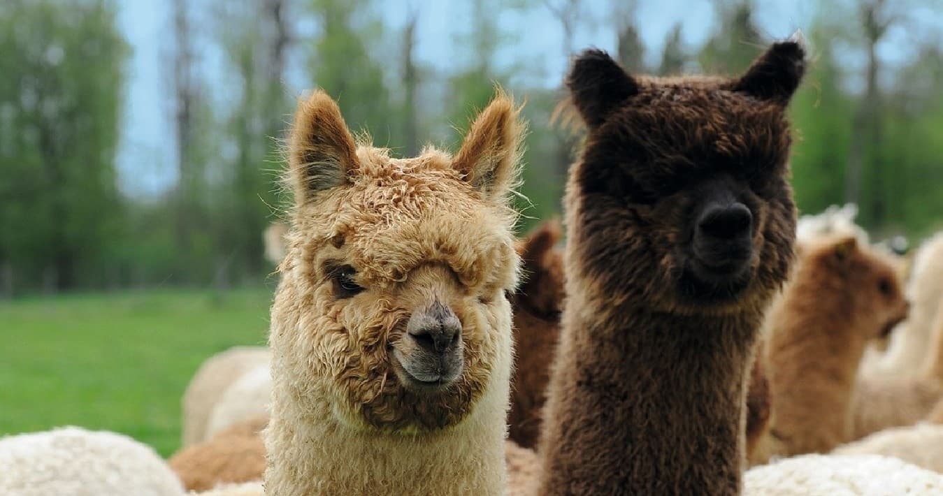 Wildlife & Farm Tours at Alpaka Farm Schaber