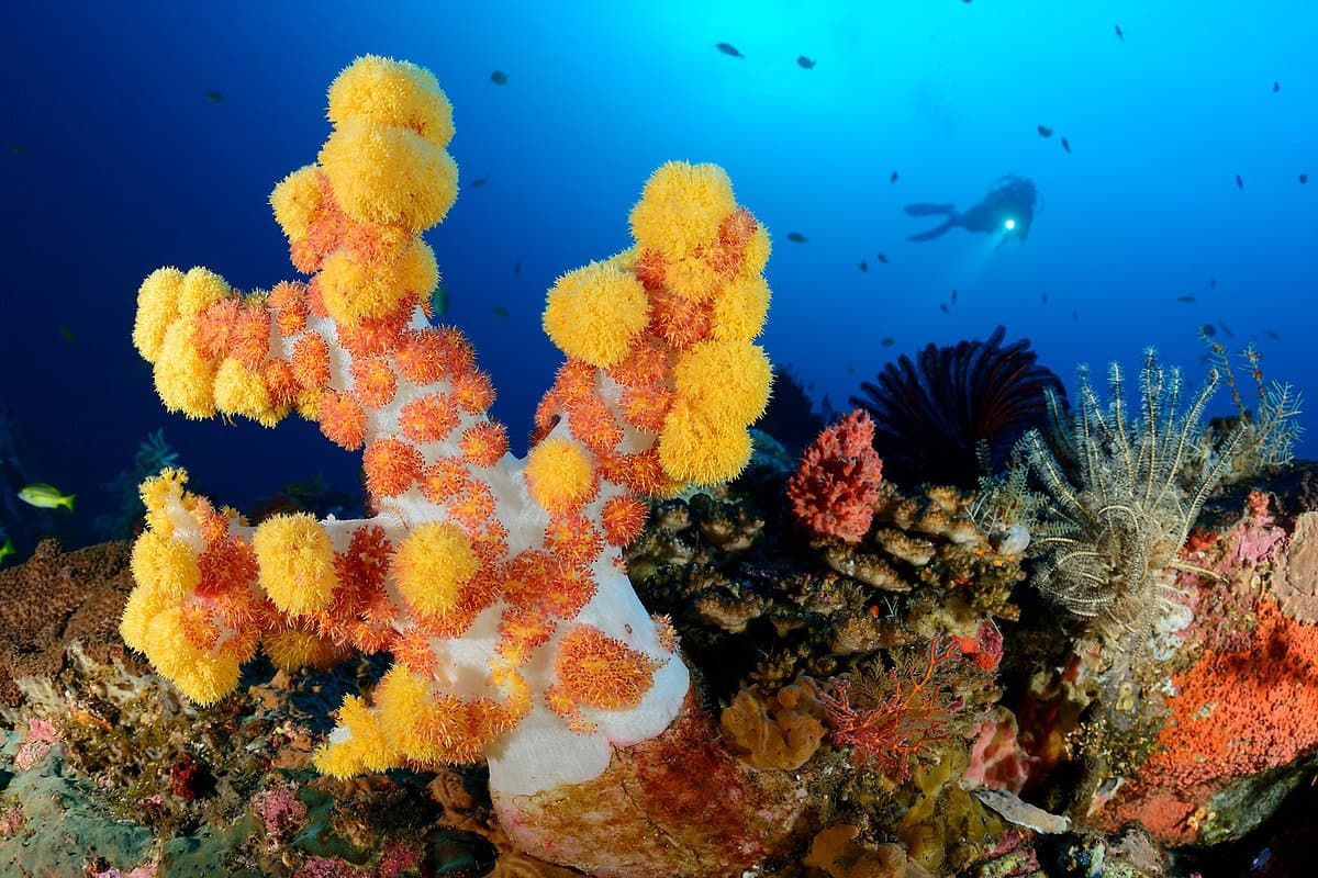 Bali Northeast Dive Escape: Alam Batu, Liberty Wreck & 44 Boat Dives photo 3