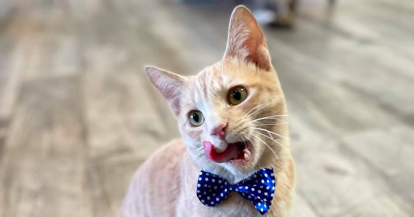 Cat Lounge Hour at PHX Cat Cafe in Phoenix, AZ