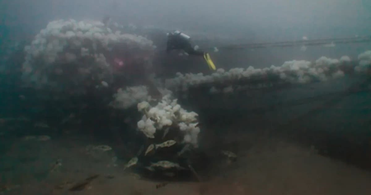 Dive the A.C.E.: Exploring Dana Point’s Premier Wreck Dive