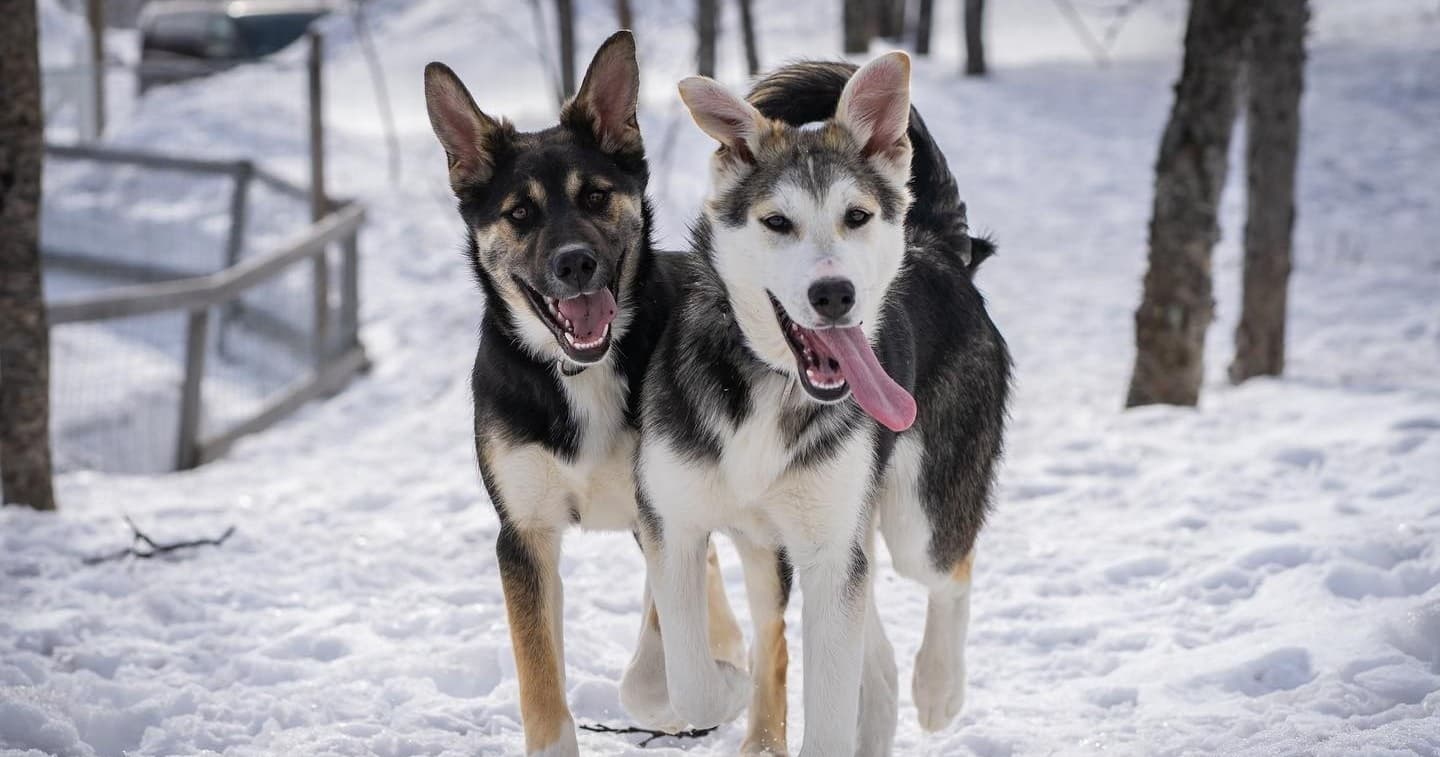 Meet Alaskan Huskies at Kiruna Sleddog Tours Kennel Visit