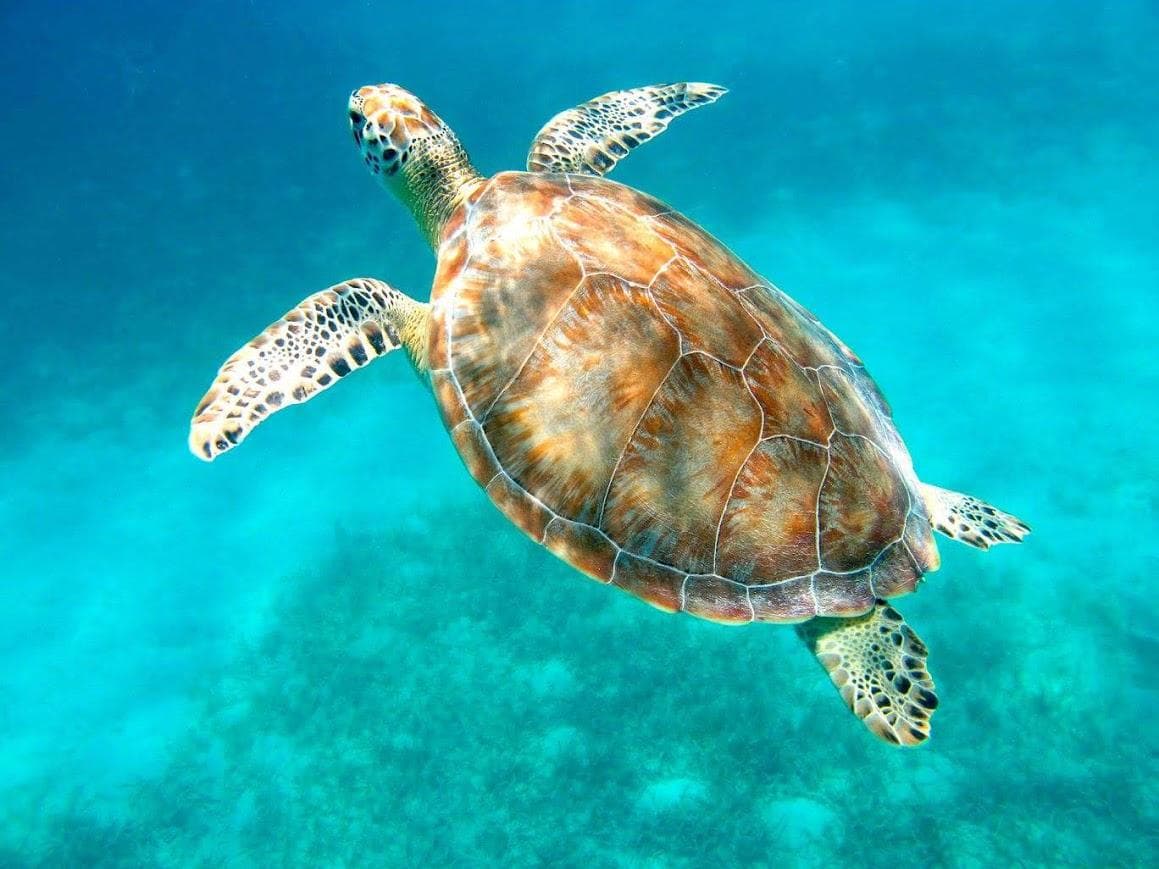 Green sea turtle gliding in crystal clear Caribbean reef waters
