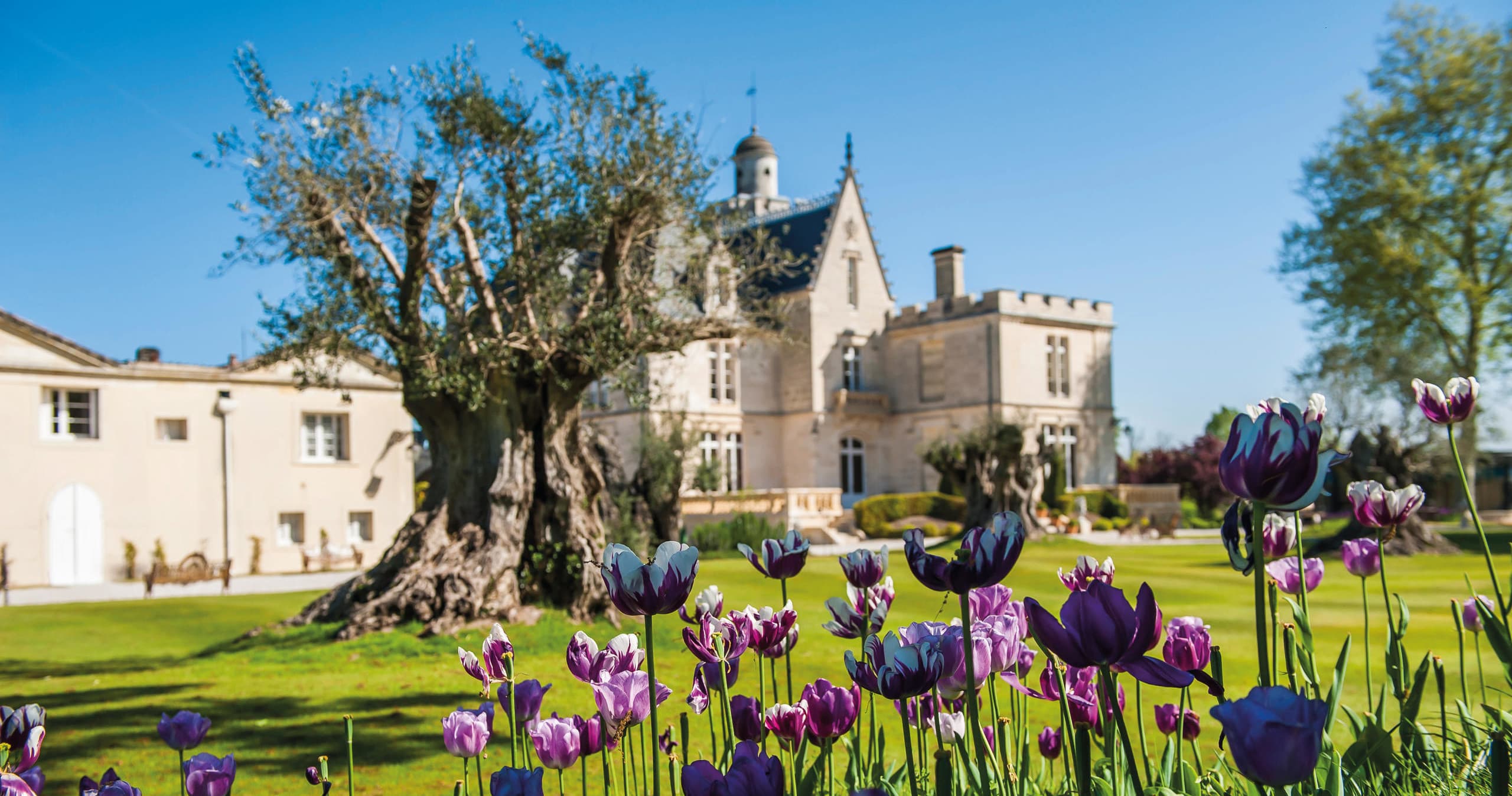 Château garden with blooming tulips and olive tree at estate
