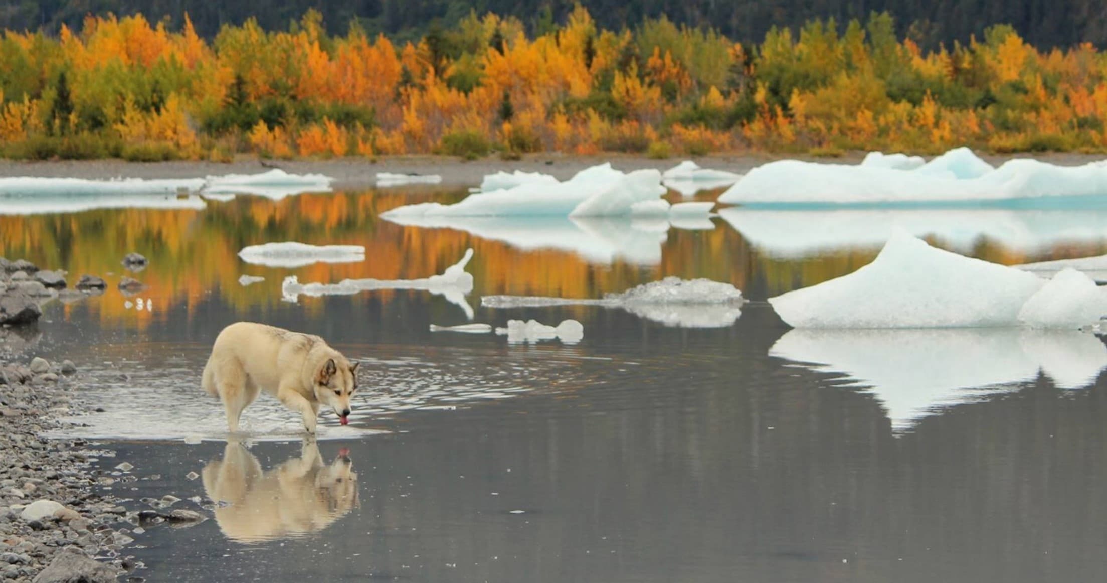 Exploring Grewingk Glacier Lake Trail: A Hidden Gem in Homer, Alaska