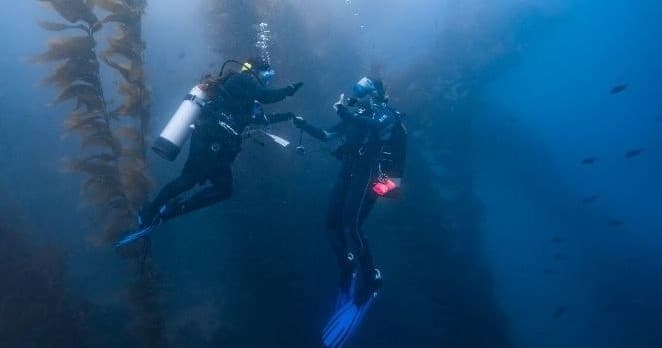 Discover Scuba Diving in Avalon: Introductory Dive at Casino Dive Park