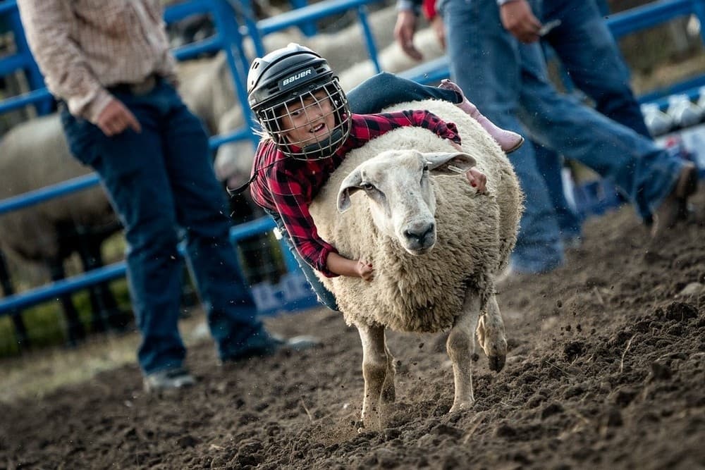 2025 Mutton Bustin in Estes Park, Colorado