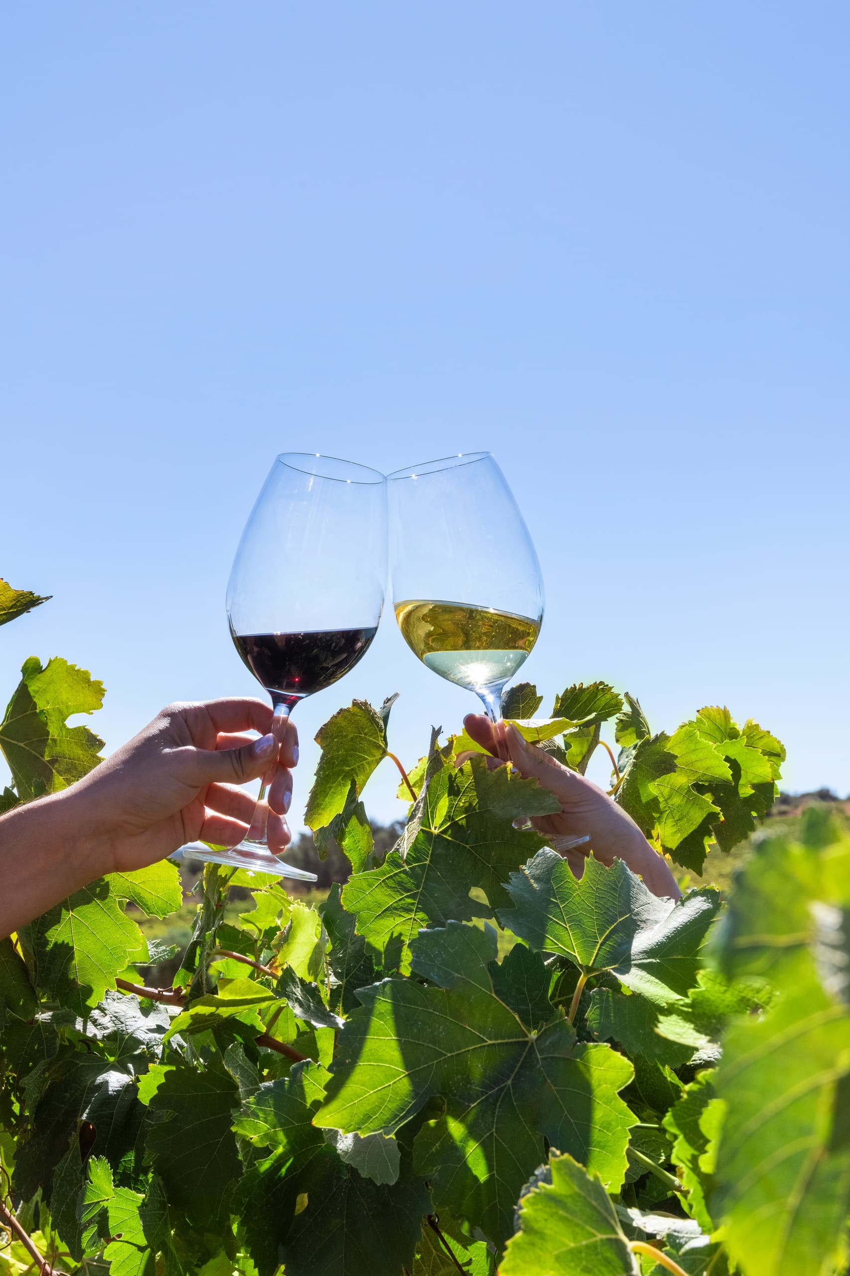 Taste Algarve: Five-Wine Tasting at Alvor All Ranges in Portimão