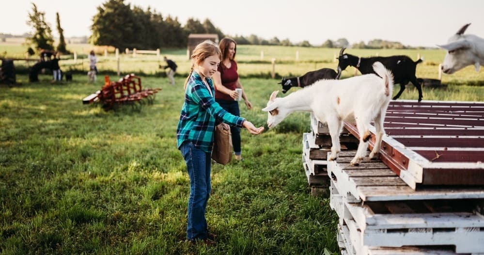 Child feeding goats from a platform on family farm pasture