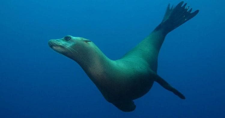 California sea lion swimming underwater off Catalina Island
