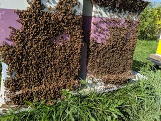 Wildlife & Farm Tours at Circling Hawk Farm & Ridge Meadery