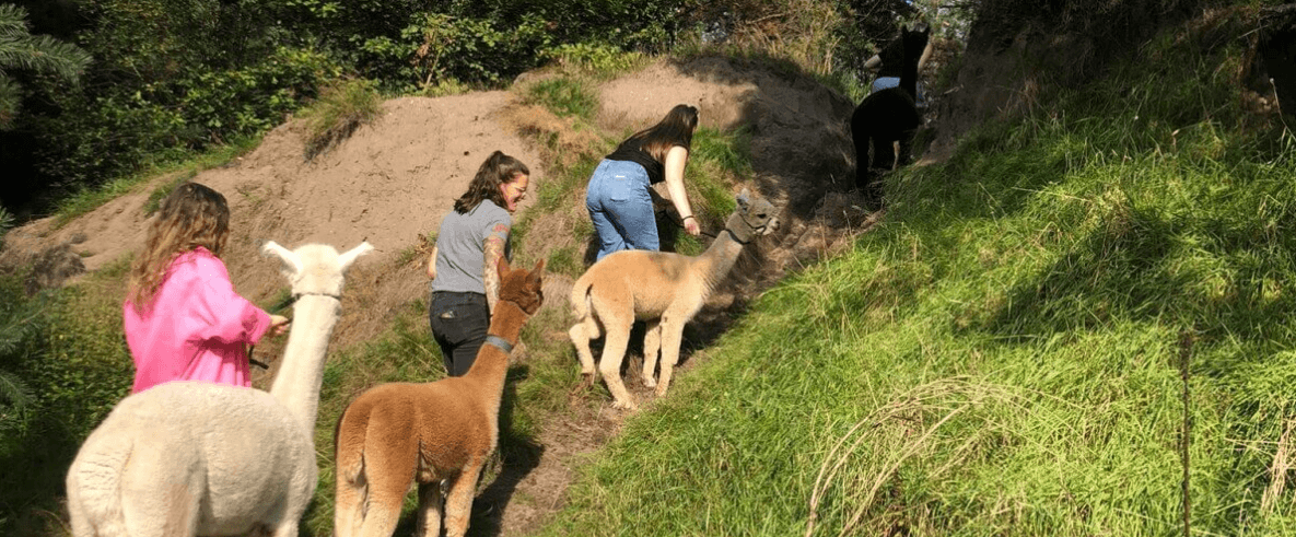 Wildlife & Nature Adventure at De Alpacaboerderij