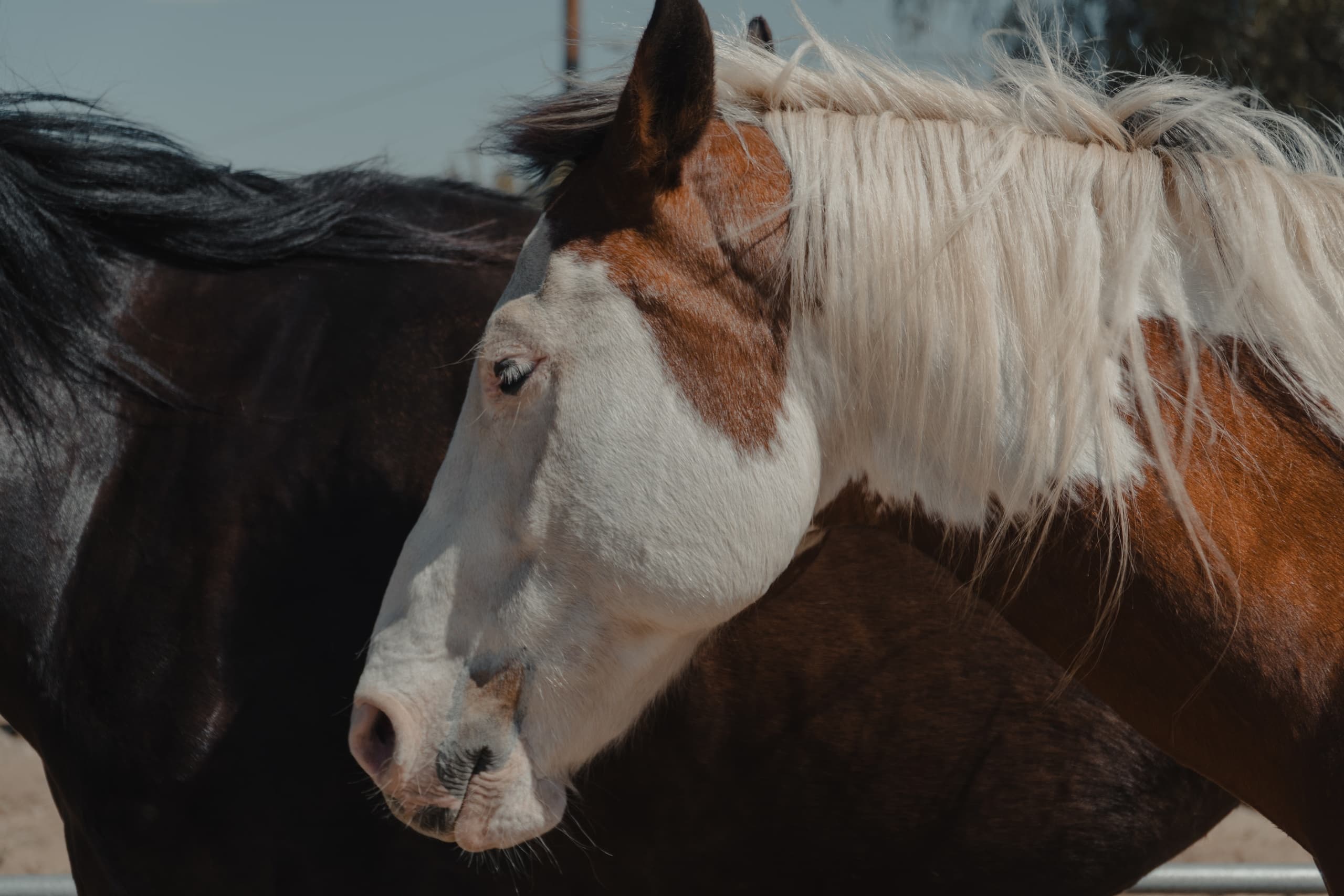Horseback Riding at Knob Hill Ranch in Joshua Tree