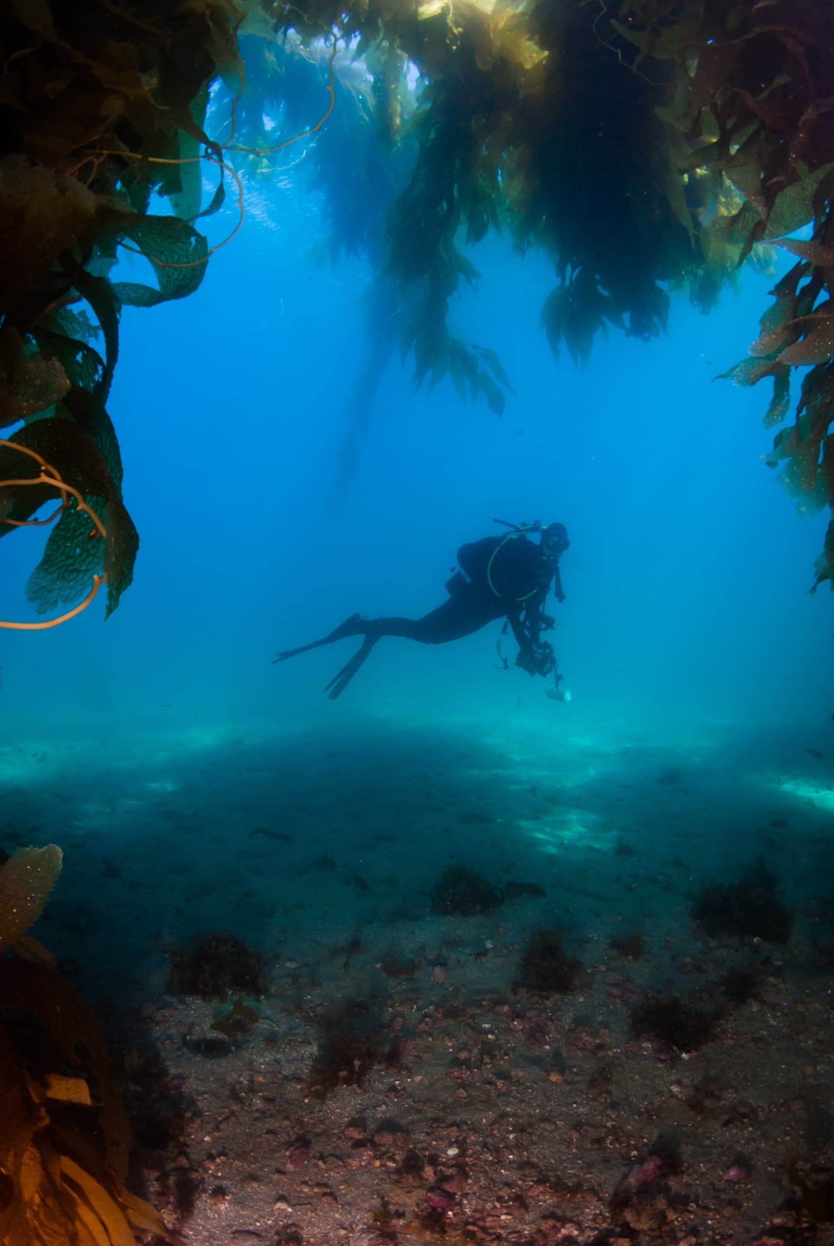 Private Dive Tours in Monterey Bay with Bamboo Reef