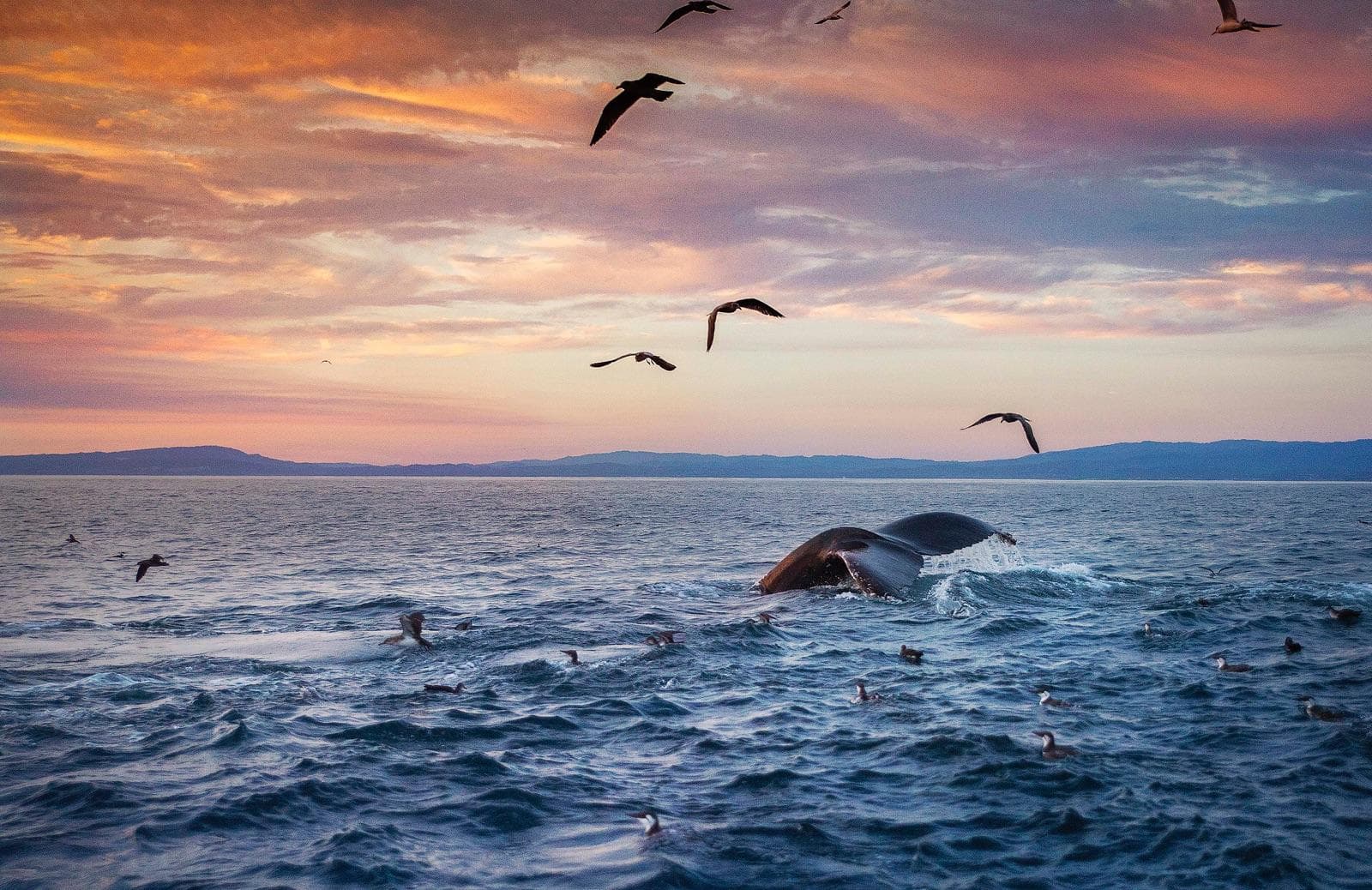 Whale Watch in Prunedale, California