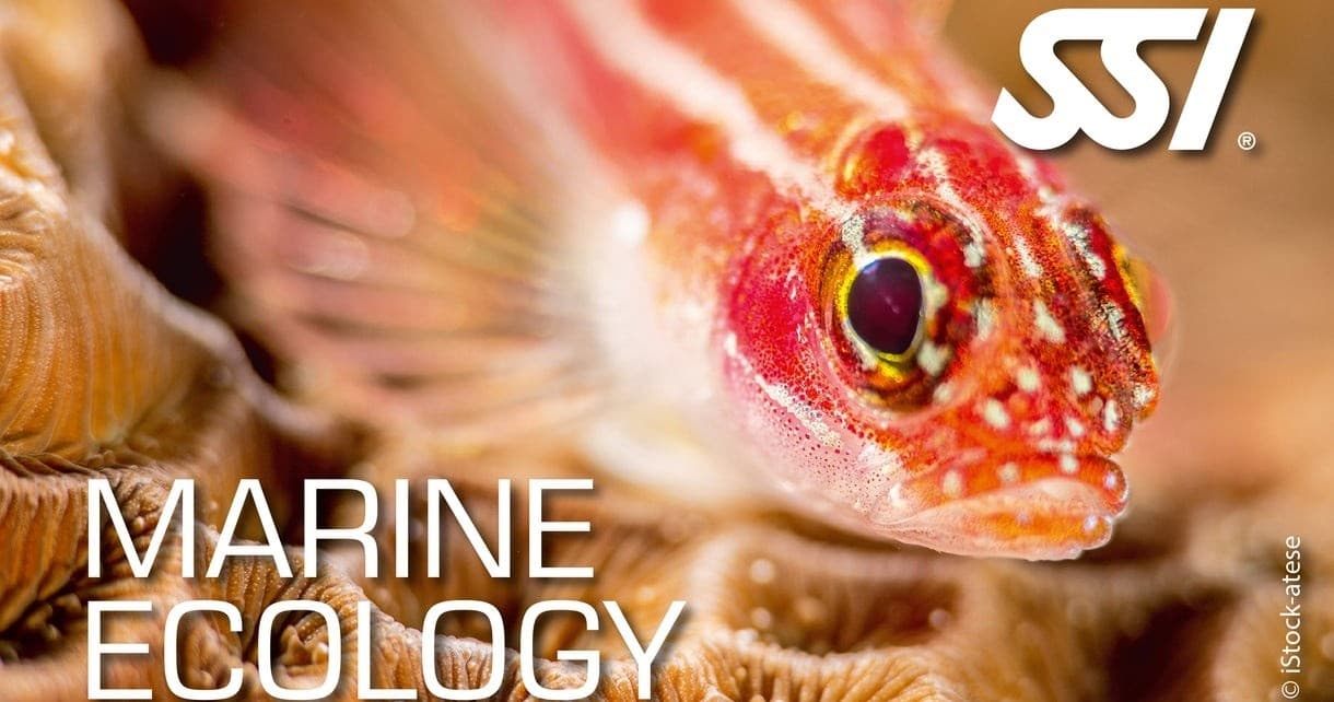 Marine Ecology Course at Tauchwerkstatt in Bernburg OT