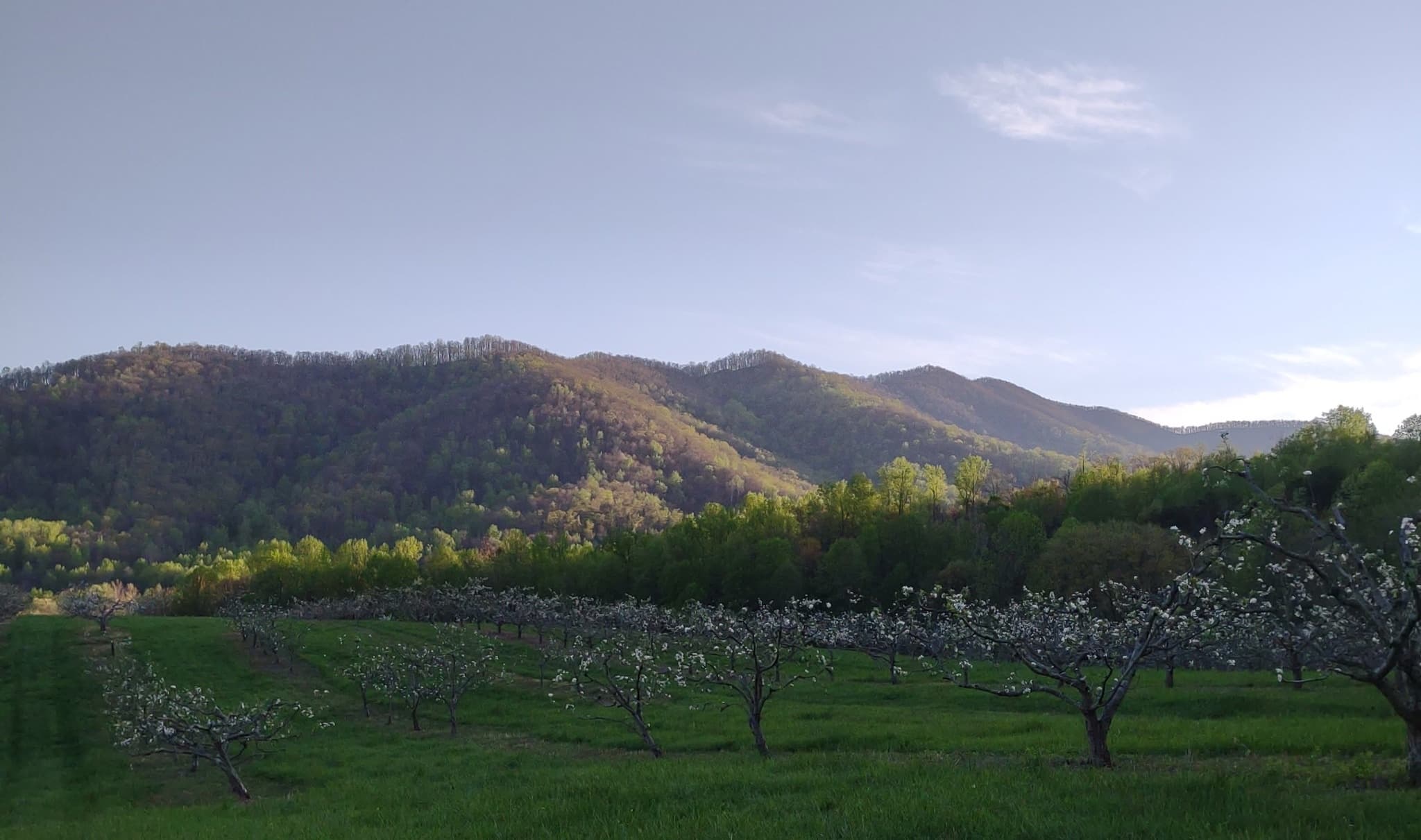 Blue Trail Orchard Loop Hike at Graves Mountain Farm, Virginia