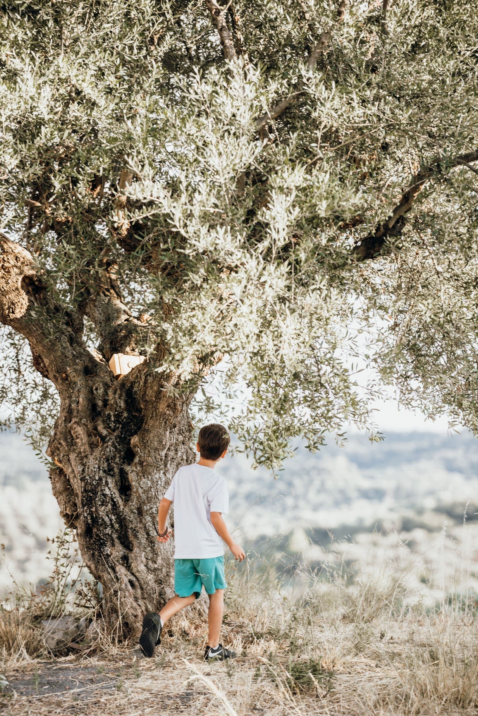 Family Olive Grove Picnic in Androusa with The Olive Routes