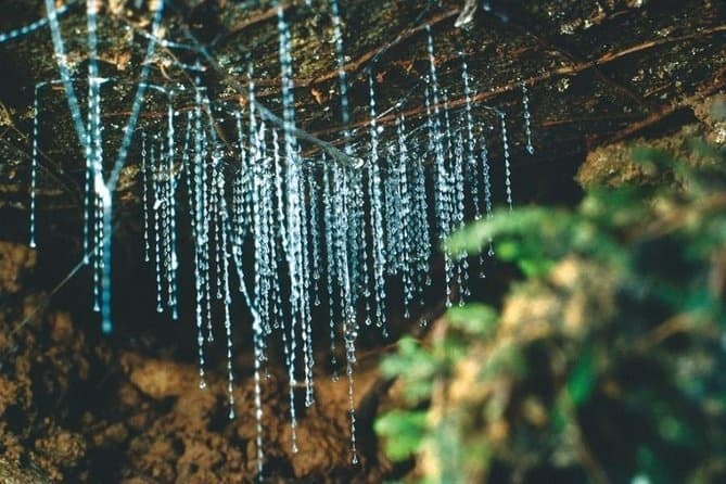 Water-Activities & Natural Wonder at Kawiti Glow Worm Caves with Elite Excursions