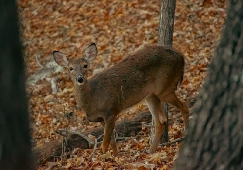 Big Game & Hunting Adventures at S&R Outfitters