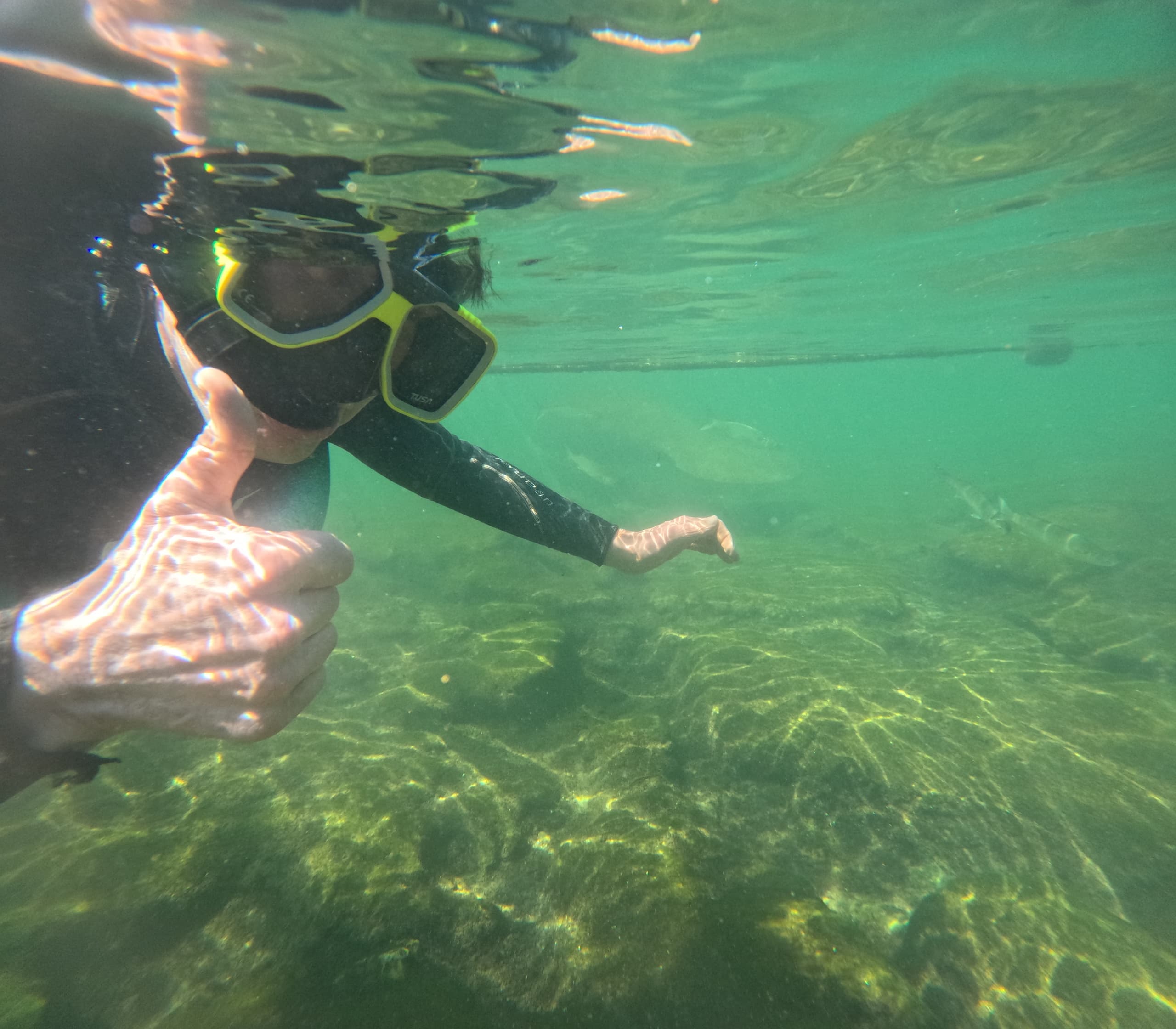 Seadaddys Adventures’ Snorkeling Tour in Meigs, Georgia