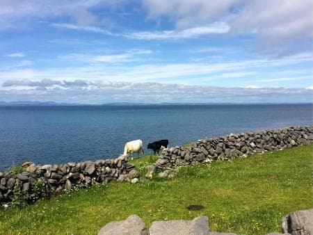 Pastoral coastal scene with grazing sheep and Aran Islands shoreline