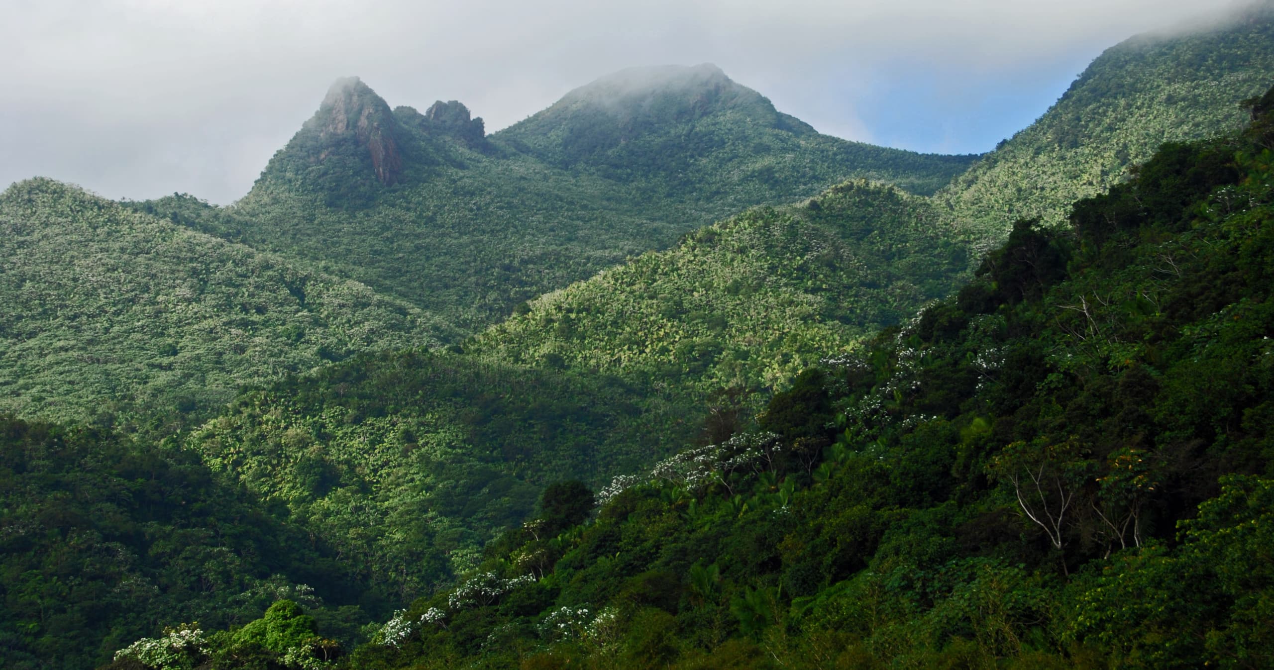 El Yunque Rainforest Wellness Tour in San Juan, Argentina