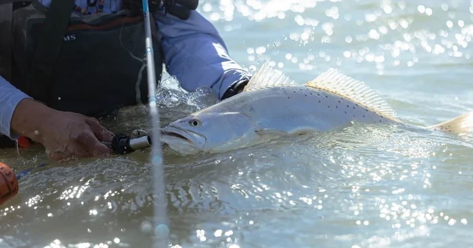 Angler landing a redfish in surf during flats fishing