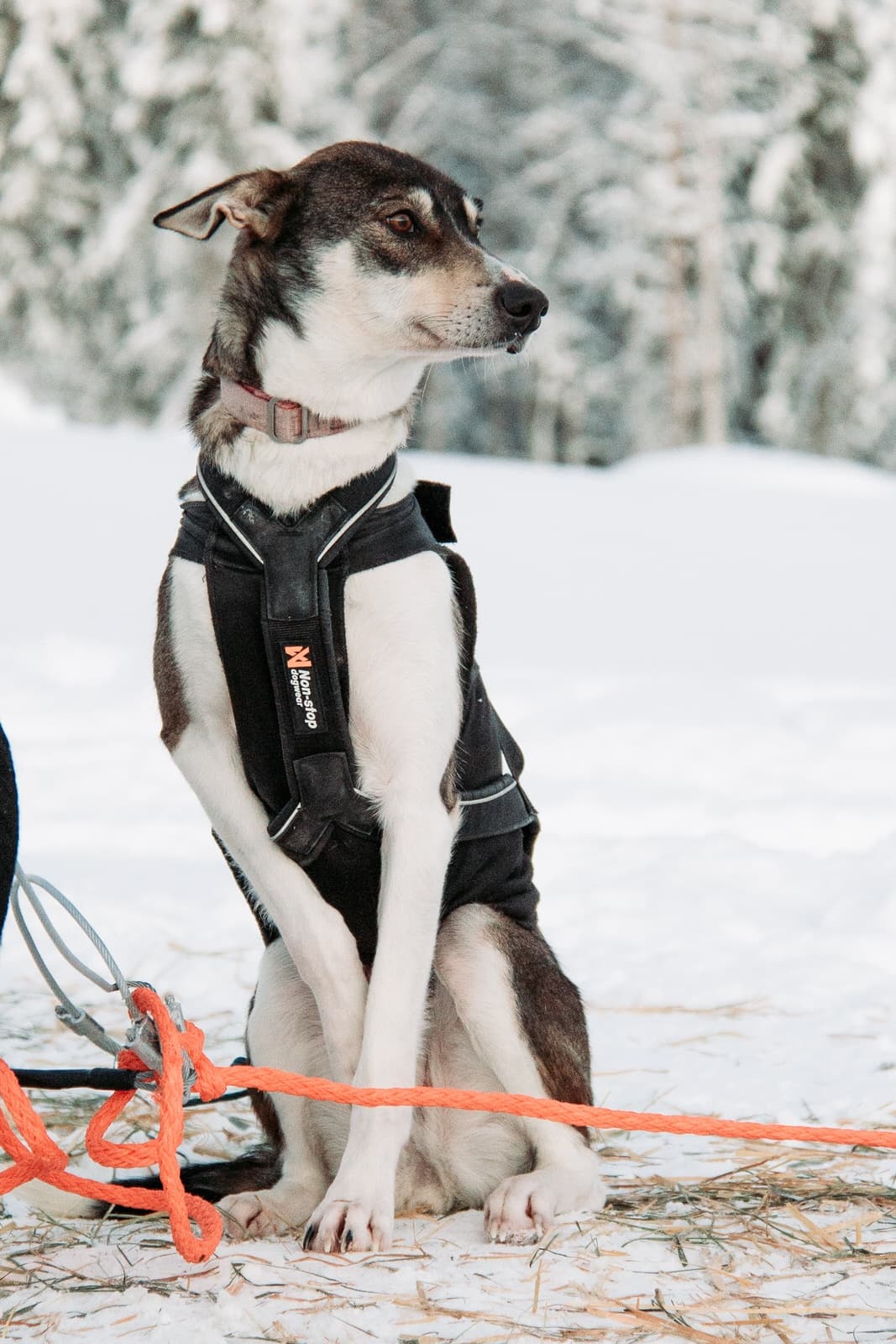 10 km Husky Safari at Pyhätunturi: 45-Min Sled Ride with Pyhä Husky Farm photo 3