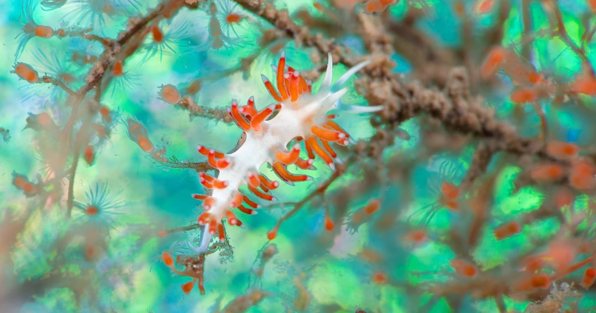 Colorful nudibranch on coral reef showcasing macro scuba life