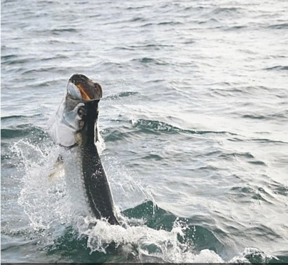 Inshore Fishing Adventure with Double Threat in Miami