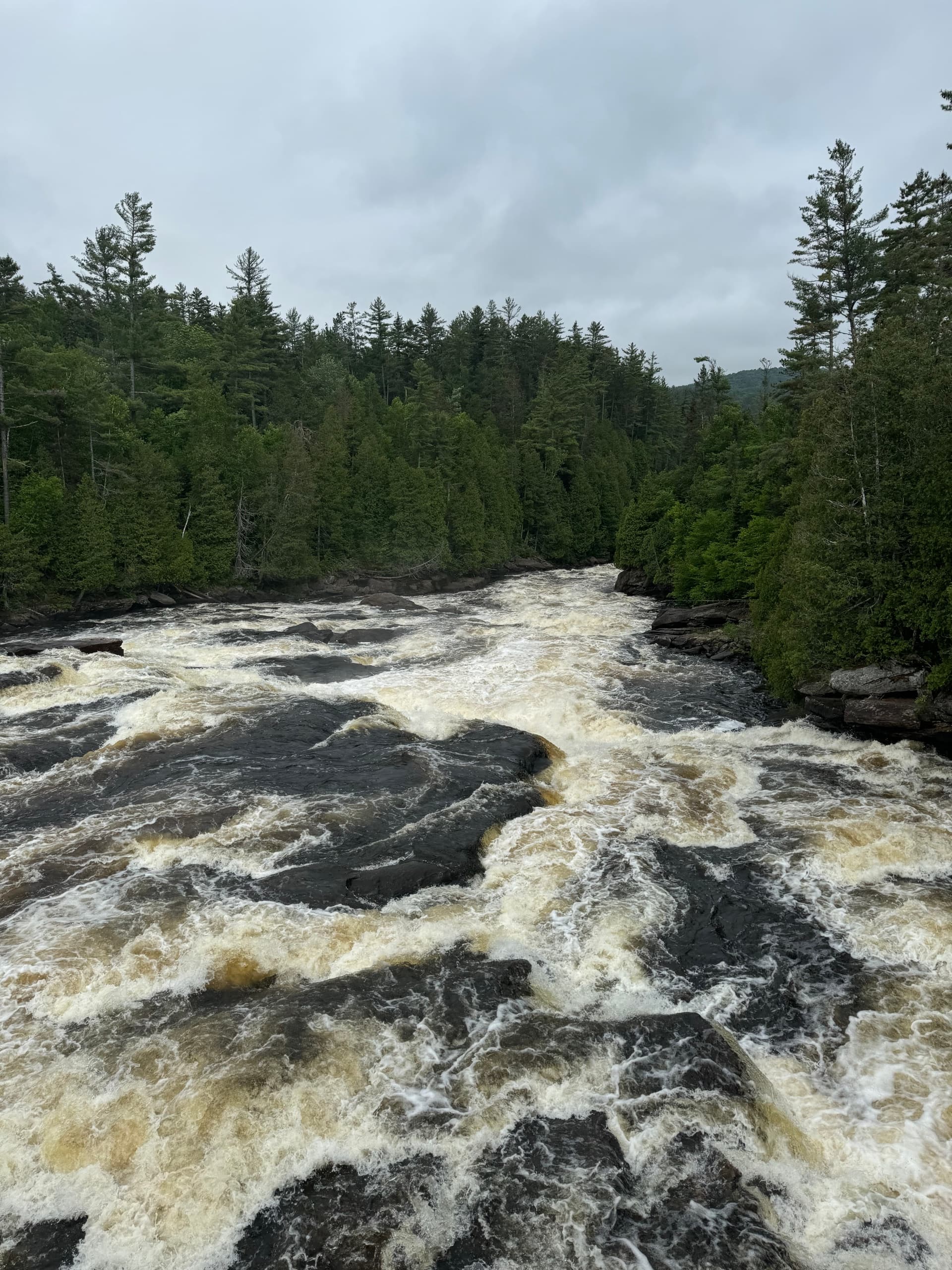 Whitewater rapids rushing through pine forest river canyon