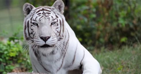 Glamping at Tigris Tent: Family-Friendly Safari Adventure in Eureka Springs