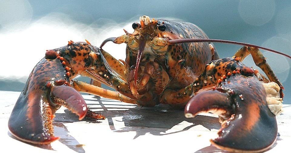 Lobster Fishing and Seal Watching in Bar Harbor, Maine