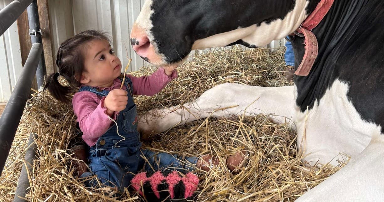 Relaxing Cow Cuddling with La Farm Girls in Easton