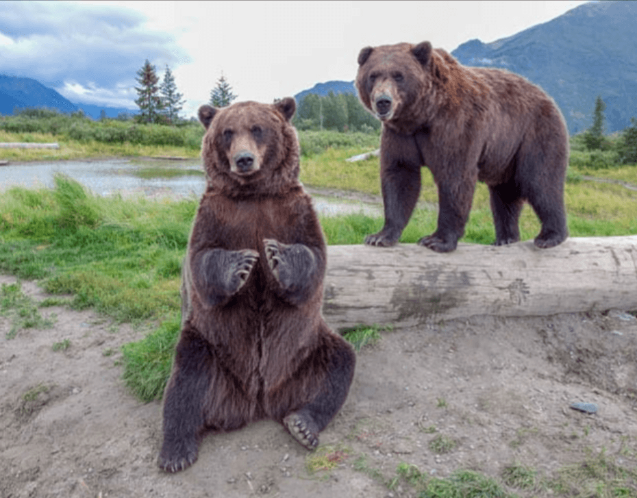 Two brown bears by a river in Alaskan wilderness