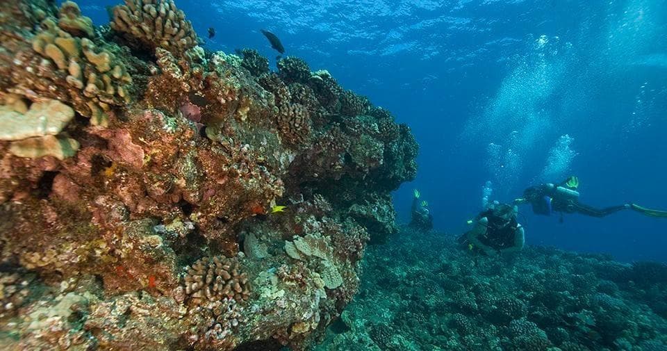 Scuba divers exploring a vibrant coral reef off Lahaina, Maui